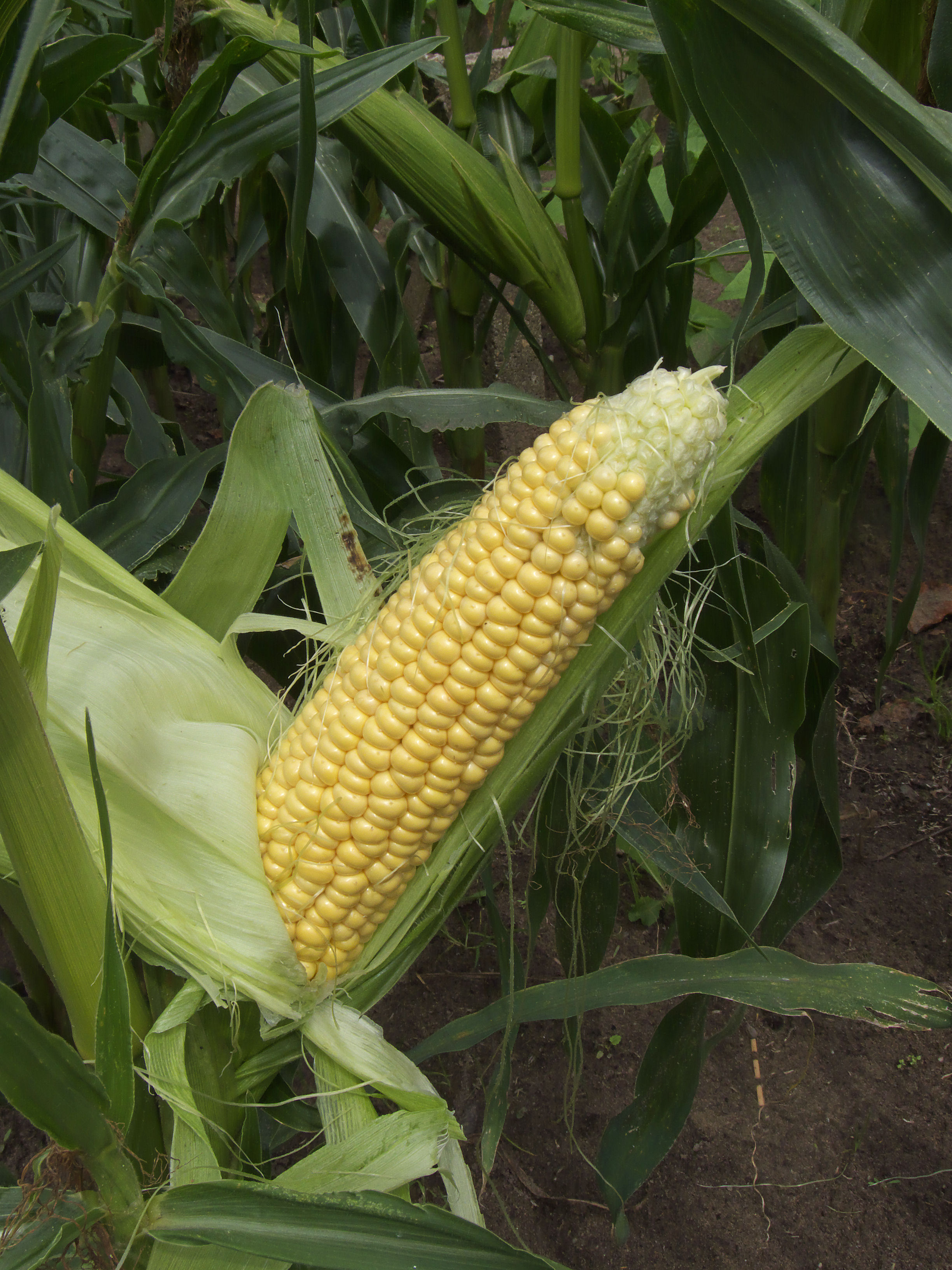 Maize